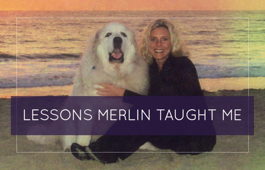 Lessons Merlin Taught Me