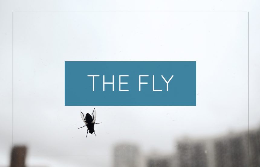 The Fly