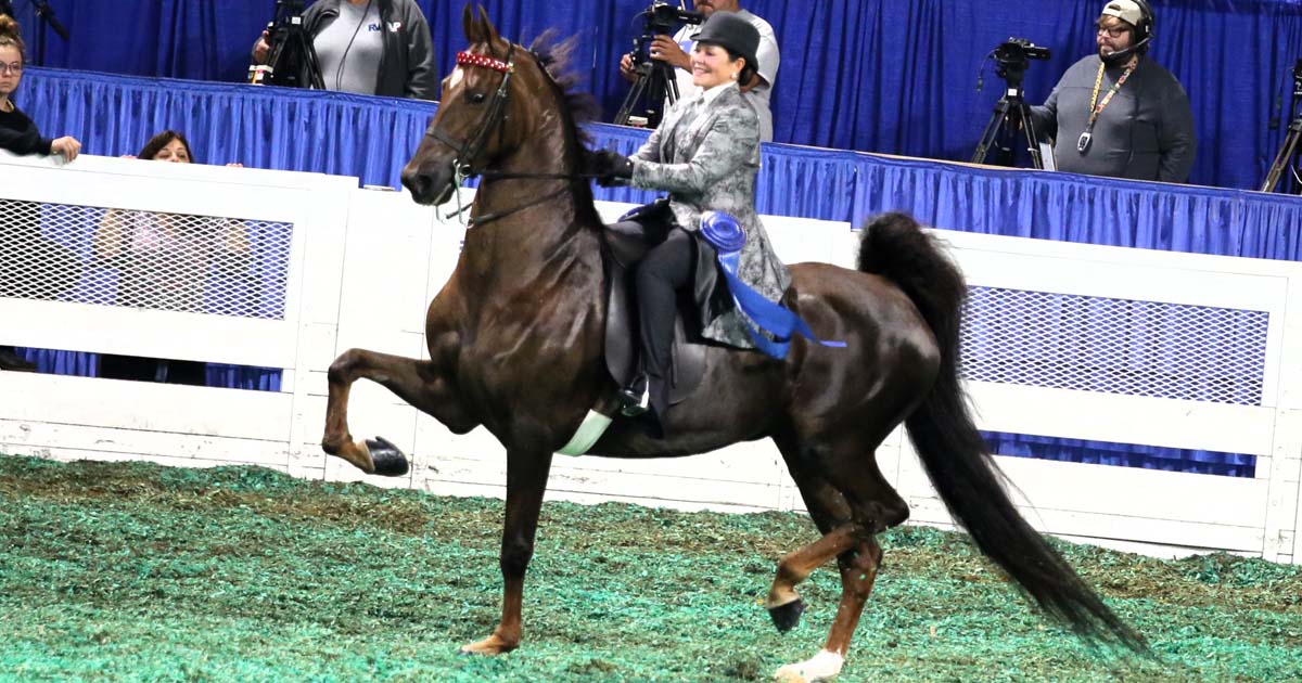 Sandy Gallagher sitting on a horse competing in an equestrian show.